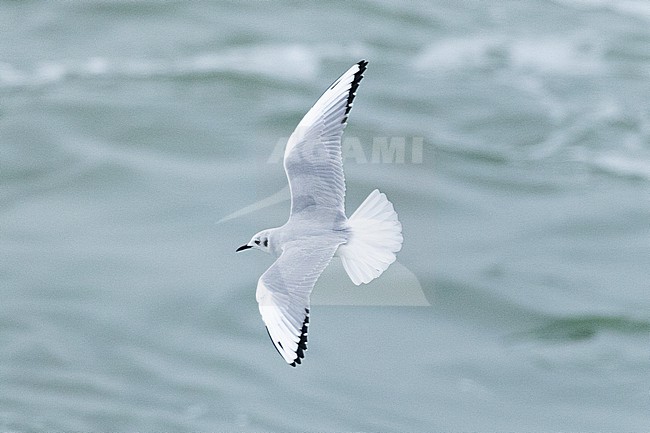  stock-image by Agami/Menno van Duijn,