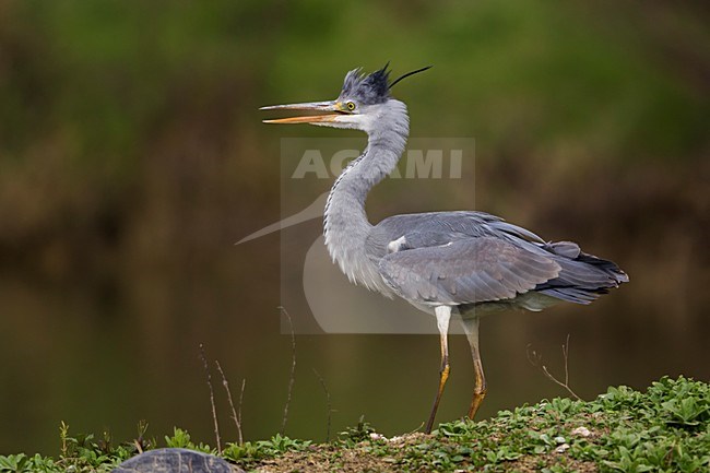 Blauwe Reiger staand; Grey Heron perched stock-image by Agami/Daniele Occhiato,
