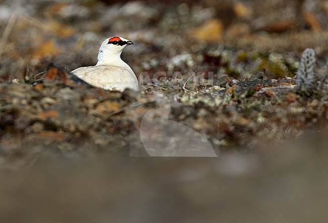 Alaskan Rock Ptarmigan (Lagopus muta kelloggae) in Alaska, United States. stock-image by Agami/Dani Lopez-Velasco,