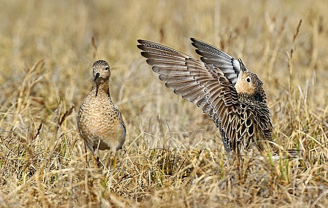 Displaying male Buff-breasted Sandpiper (Tringites subruficollis) with a female in their breeding area in northern Alaska, United States. stock-image by Agami/Dani Lopez-Velasco,