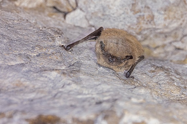 Serotine Bat (Eptesicus serotinus) in Paheau caves, Orp le petit, Brabant, Belgium. stock-image by Agami/Vincent Legrand,
