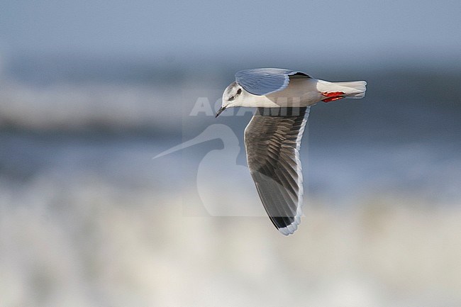 Dwergmeeuw, Little Gull, Hydrocoloeus minutus, Germany, adult winter stock-image by Agami/Ralph Martin,