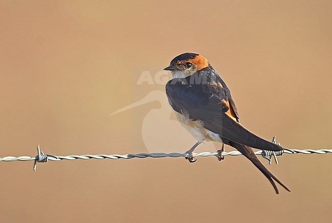 Red-rumped Swallow (Cecropis rufula) perched on barbed wire in Portugal. stock-image by Agami/Eduard Sangster,
