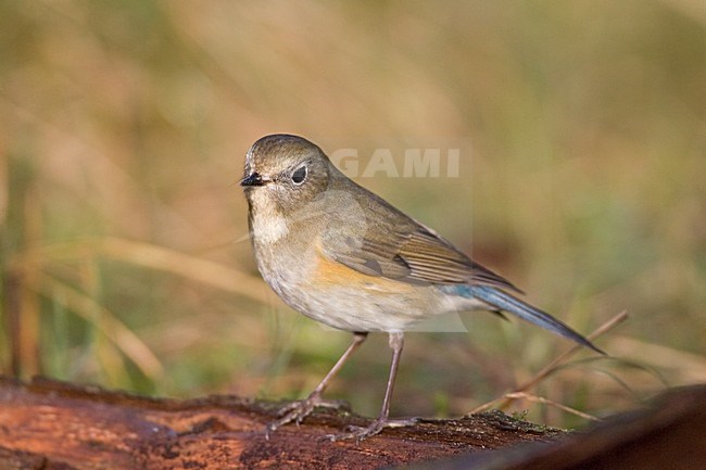 immature male Red-flanked Bluetail perched; onvolwassen man Blauwstaart zittend stock-image by Agami/Marc Guyt,