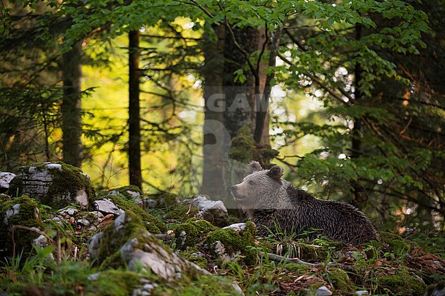 A European brown bear, Ursus arctos, rests in the forest. Notranjska forest, Inner Carniola, Slovenia stock-image by Agami/Sergio Pitamitz,