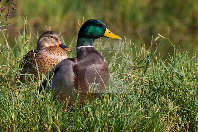 Wilde Eend, Mallard stock-image by Agami/Daniele Occhiato,