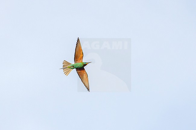 Blue-cheeked Bee-eater (Merops persicus) in flight. stock-image by Agami/David Monticelli,