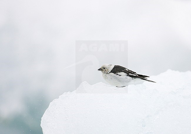 Summer plumaged male Snow Bunting (Plectrophenax nivalis) standing on snow in Iceland during late spring. stock-image by Agami/Markus Varesvuo,