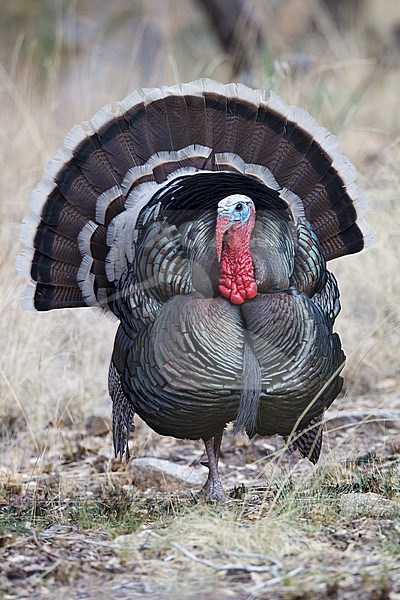 Adult male in display
Pima Co., AZ
May 2011 stock-image by Agami/Brian E Small,