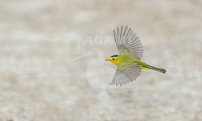Migrating Wilson's Warbler, Cardellina pusilla, in North America. Flying past Tadoussac, Quebec. A migration hotspot in Canada. stock-image by Agami/Ian Davies,
