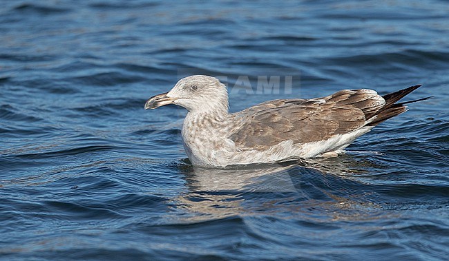 Yellow-footed Gull (Larus livens) immature swimming stock-image by Agami/Ian Davies,