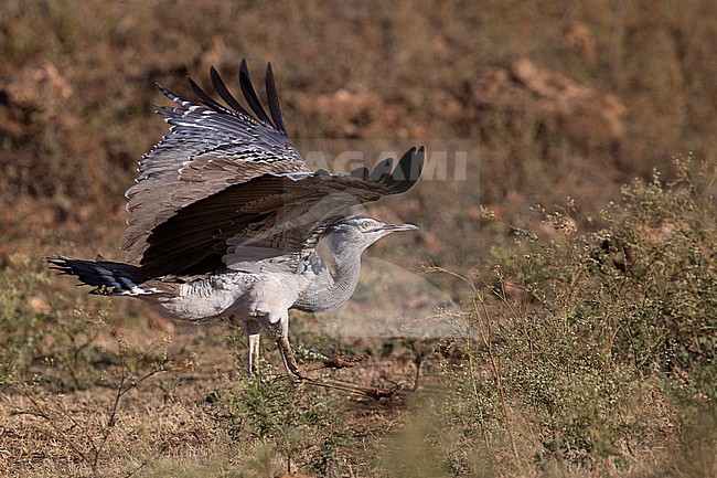 adult male kori bustard (Ardeotis kori) starts to fly, found at Liben Plains near Negele Borana in Ethiopia stock-image by Agami/Mathias Putze,