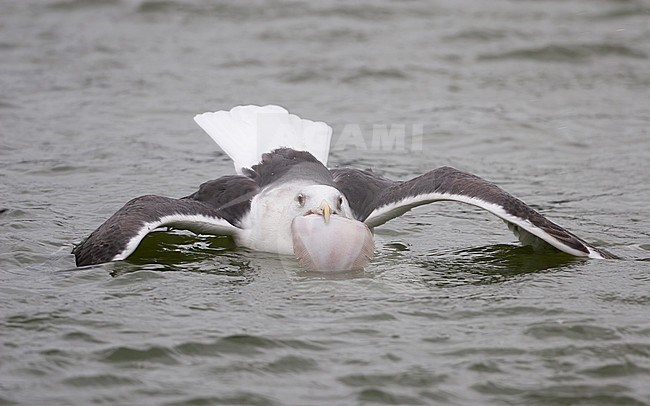 Great Black-backed Gull (Larus marinus), adult with flatfish at Gilleleje Harbor, Denmark stock-image by Agami/Helge Sorensen,
