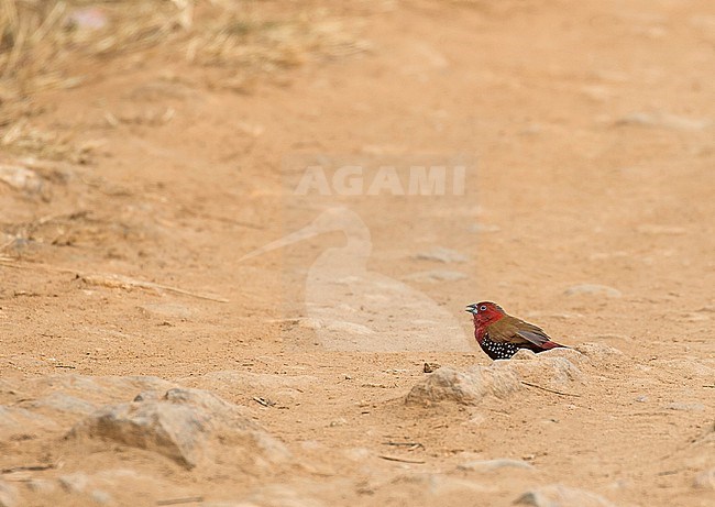 Red-throated Twinspot (Hypargos niveoguttatus) in Tanzania. stock-image by Agami/Pete Morris,