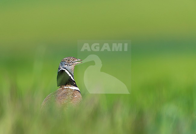 Little Bustard (Tetrax tetrax) at a lek in Catalonia, Spain. stock-image by Agami/Marc Guyt,