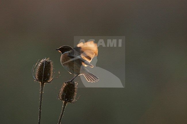 Mannetje Roodborsttapuit in zit; Male European Stonechat perched stock-image by Agami/Menno van Duijn,