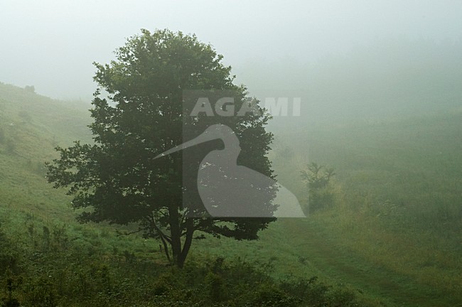 Pietersberg, Limburg, Nederland / Netherlands stock-image by Agami/Marc Guyt,