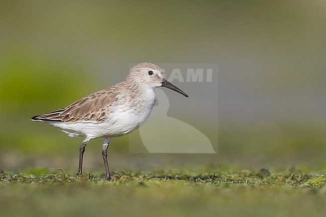 Dunlin - Alpenstrandläufer - Calidris alpina, Oman, adult stock-image by Agami/Ralph Martin,