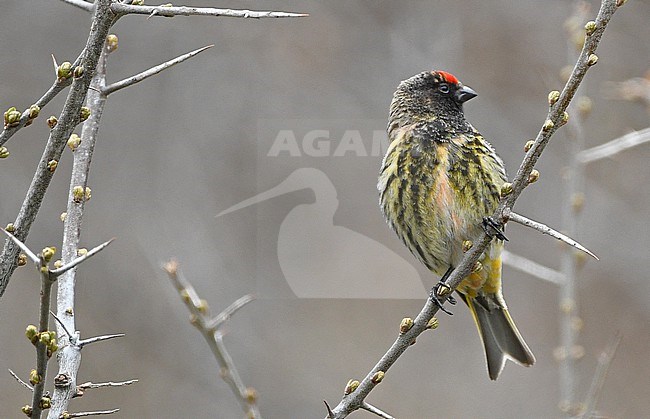 Red-fronted Serin (Serinus pusillus) at Kazbegi, Georgia stock-image by Agami/Eduard Sangster,