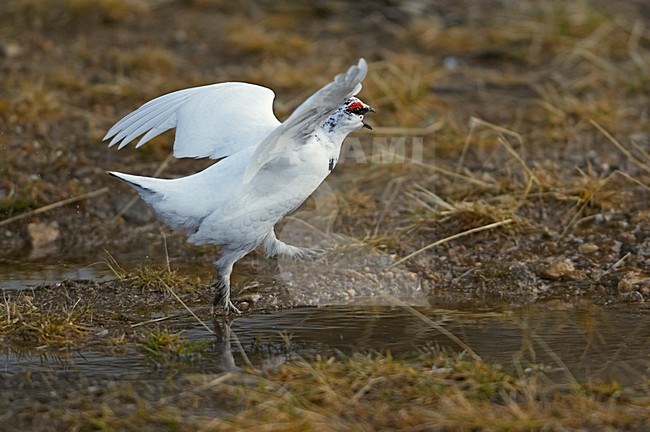 Alpensneeuwhoen in de sneeuw; Rock Ptarmigan in the snow stock-image by Agami/Markus Varesvuo,