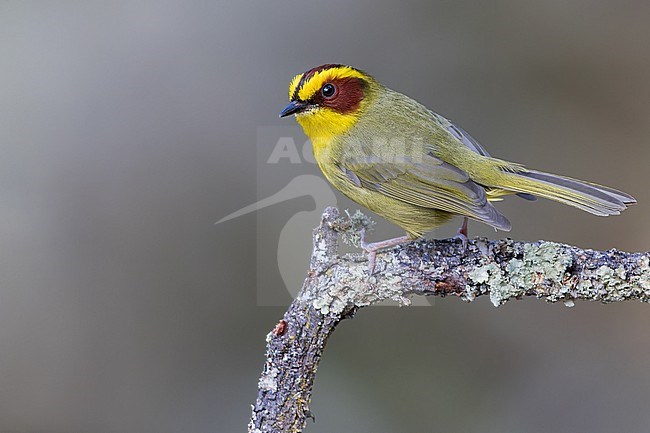 Golden-browed Warbler (Basileuterus belli) In mexico stock-image by Agami/Dubi Shapiro,