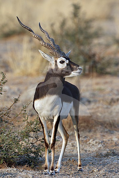 Blackbuck (Antilope cervicapra) stock-image by Agami/James Eaton,