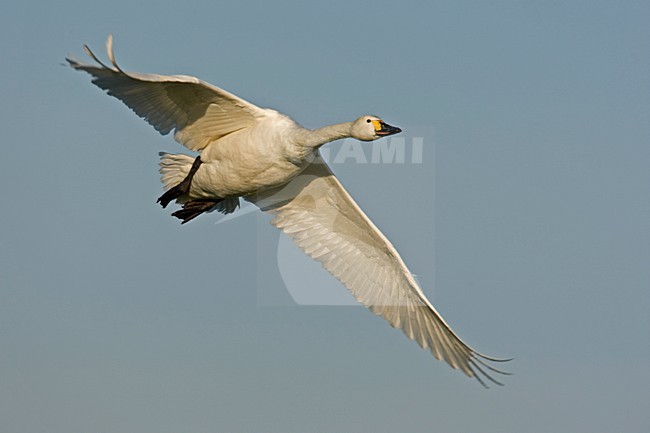 Volwassen Kleine Zwaan in de vlucht; Adult Bewicks Swan in flight stock-image by Agami/Harvey van Diek,