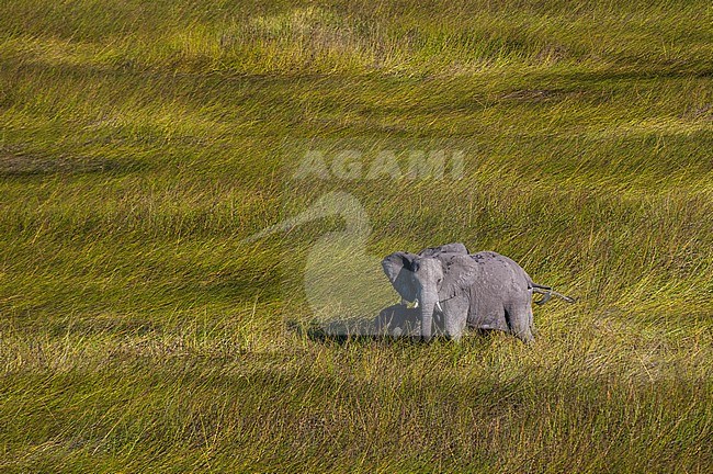 An aerial view of an African elephant, Loxodonda Africana, protecting her calf. Okavango Delta, Botswana. stock-image by Agami/Sergio Pitamitz,