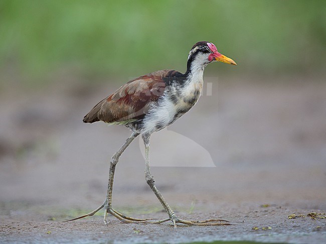 An immature Wattled Jacana (Jacana jacana) at Leticia, Amazonas, Colombia. stock-image by Agami/Tom Friedel,