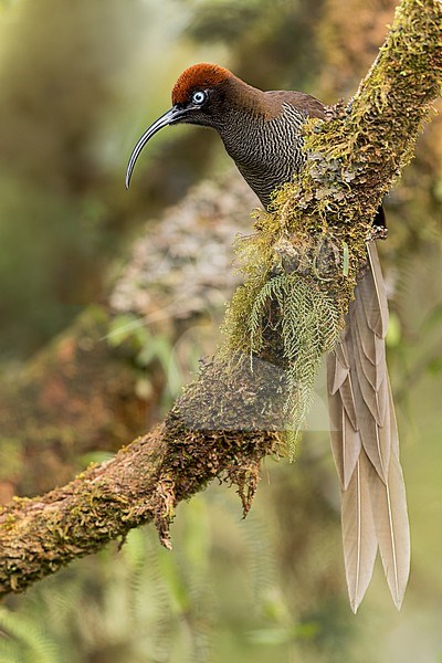 Brown Sicklebill (Epimachus meyeri) Perched on a branch in Papua New Guinea stock-image by Agami/Dubi Shapiro,