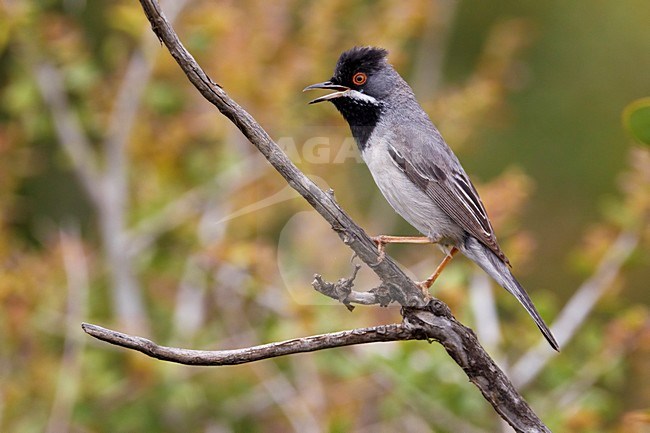 RÃ¼ppells Warbler male singing; RÃ¼ppells Grasmus man zingend stock-image by Agami/Daniele Occhiato,