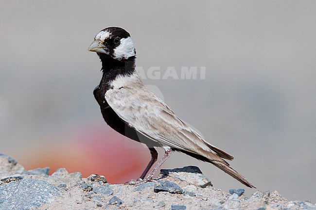 Black-crowned Sparrow-Lark (Eremopterix nigriceps) taken the 25/02/2023 at Masirah Island - Oman. stock-image by Agami/Nicolas Bastide,