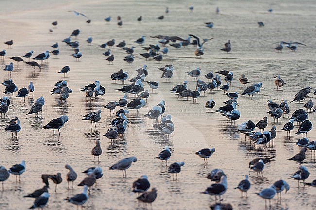 Lesser Black-backed Gulls (Larus fuscus) in the Netherlands. Huge flock resting on the beach. stock-image by Agami/Marc Guyt,