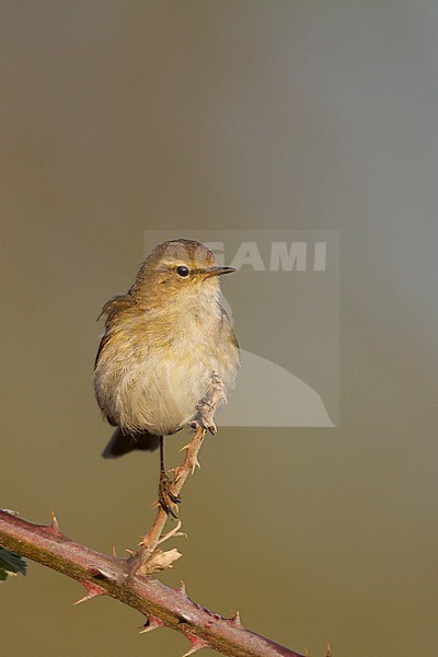 Common Chiffchaff - Zilpzalp - Phylloscopus collybita ssp. collybita, Germany stock-image by Agami/Ralph Martin,