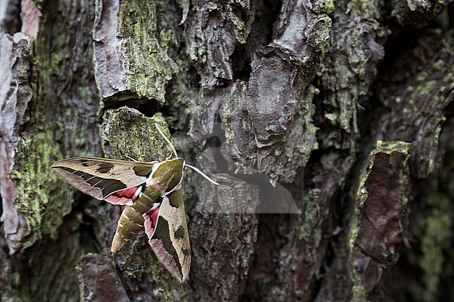 Hyles euphorbiae - Spurge hawk-moth - Wolfsmilchschwärmer, France (Landes), imago stock-image by Agami/Ralph Martin,