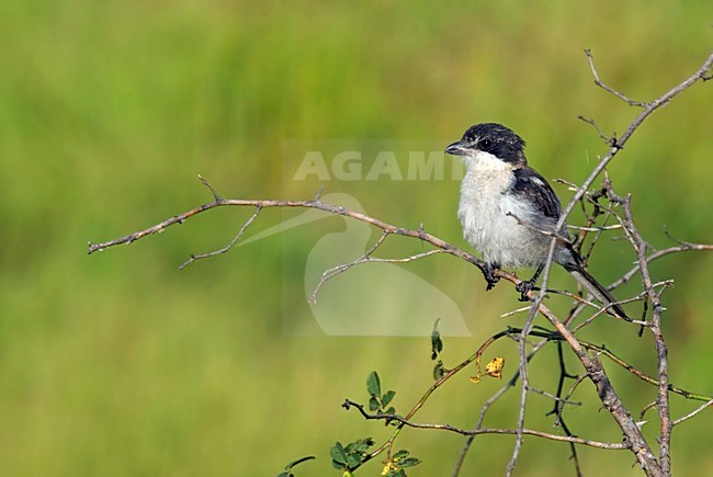 Adulte Gekraagde klauwier, Adult Common Fiscal stock-image by Agami/Wil Leurs,