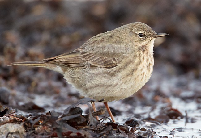 Oeverpieper aan de kust; Rock Pipit on the coast stock-image by Agami/Markus Varesvuo,