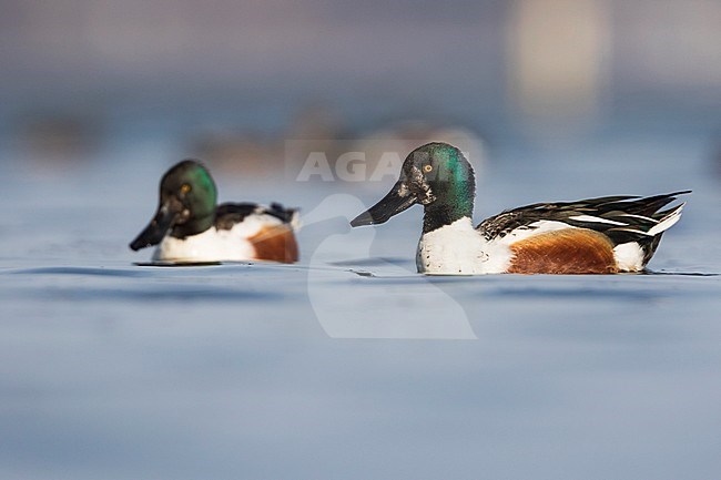 Northern Shoveler - Löffelente - Spatula clypeata, Germany, adult male stock-image by Agami/Ralph Martin,