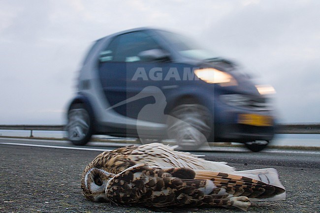 Short-eared Owl, Asio flameous roadkill dead lying on the road hit by a car. Car passing by on side. stock-image by Agami/Menno van Duijn,