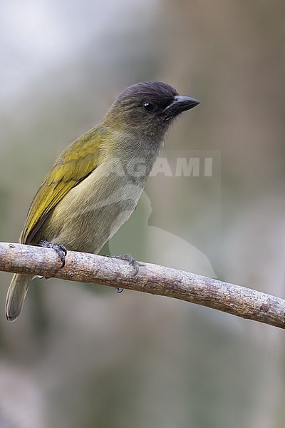 Green Barbet or Woodward's (Stactolaema olivacea) in Tanzania. stock-image by Agami/Dubi Shapiro,