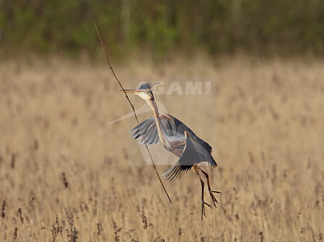 Purperreiger vliegend boven broedplaats; Purple Heron flying above nesting site stock-image by Agami/Arie Ouwerkerk,