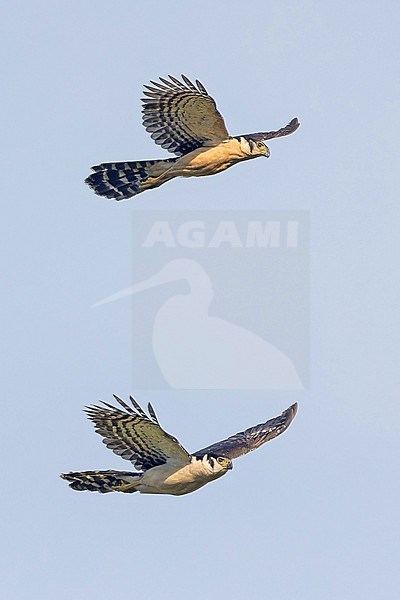 Collared Forest Falcon, Micrastur semitorquatus, in Mexico. stock-image by Agami/Pete Morris,