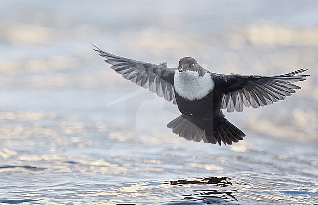 Black-bellied White-throated Dipper, Cinclus cinclus cinclus, wintering in stream in cold frozen taiga forest in northern Finland. stock-image by Agami/Markus Varesvuo,