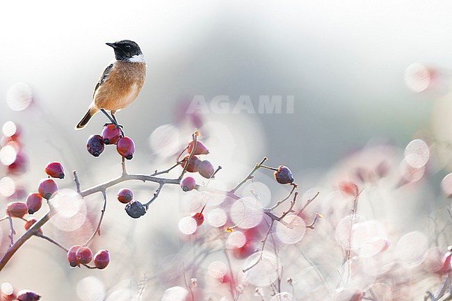 European Stonechat (Saxicola rubicola) in Italy. stock-image by Agami/Daniele Occhiato,
