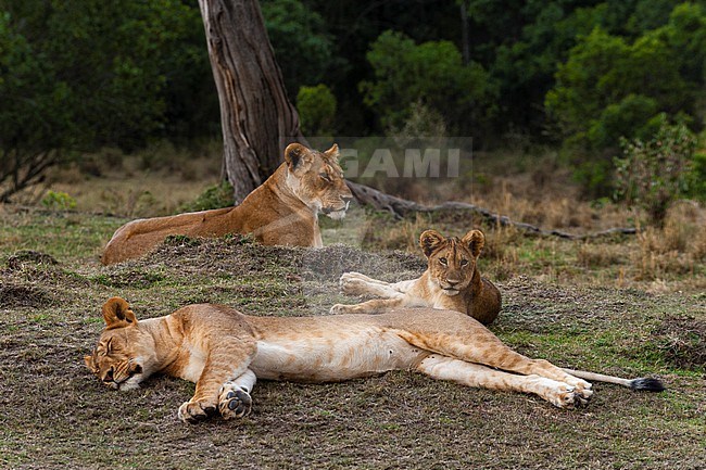 Two lionesses, Panthera leo, and a cub, resting. Masai Mara National Reserve, Kenya. stock-image by Agami/Sergio Pitamitz,