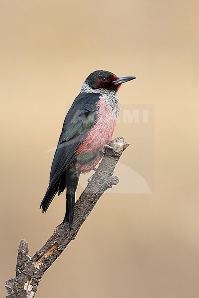 Adult
Los Angeles Co., CA
November 2021 stock-image by Agami/Brian E Small,