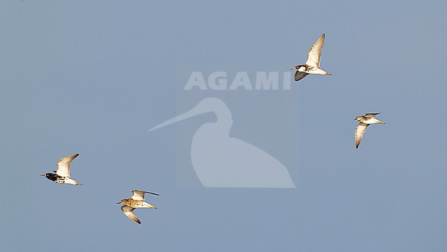 A flock of three adult male and one female Ruff (Philomachus pugnax) stock-image by Agami/Mathias Putze,