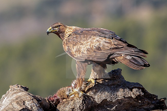 Adult Golden Eagle plucks a rabbit stock-image by Agami/Onno Wildschut,