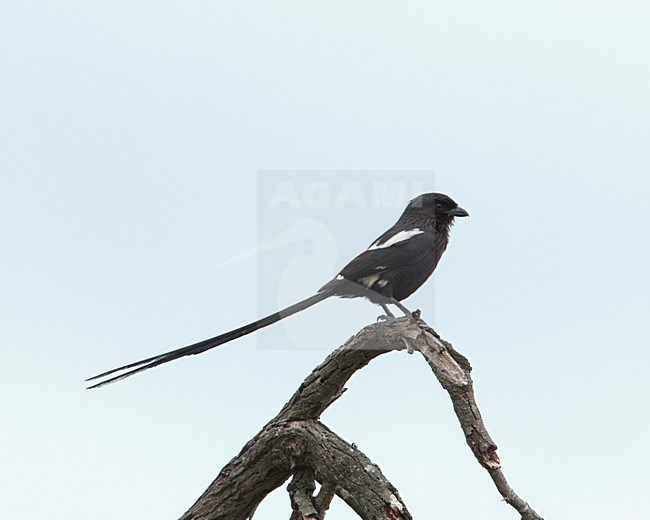 Magpie Shrike (Lanius melanoleucus) perched at a branch stock-image by Agami/Wil Leurs,