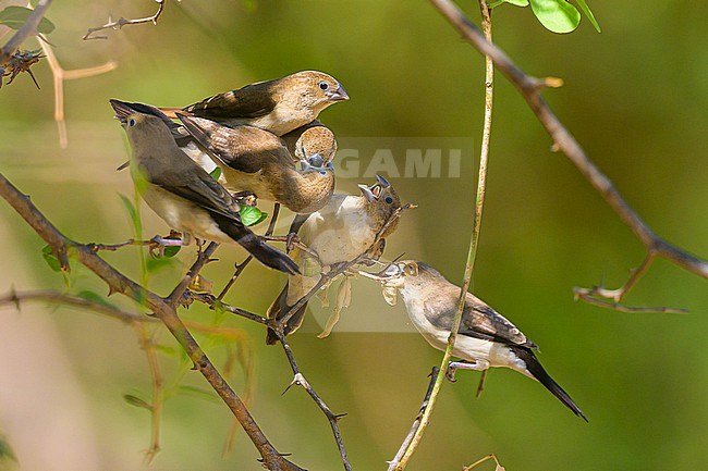 Family of African Silverbill, Euodice cantans, with an adult feeding a juvenile, with the vegetation as background. stock-image by Agami/Sylvain Reyt,